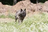 BOUVIER DES ARDENNES 024
